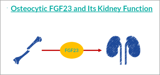 重大突破！研发FGF23项目，精准诊断CKD及CKD-MBD